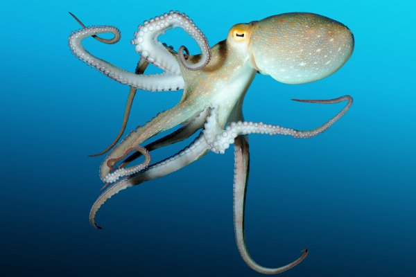 Кракен ссылка kraken