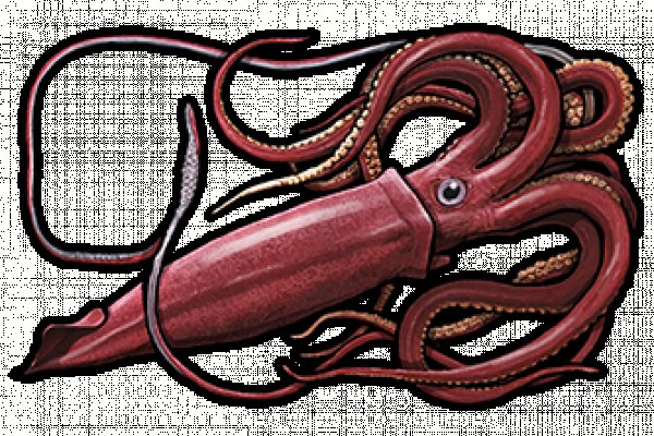Kraken marketplace