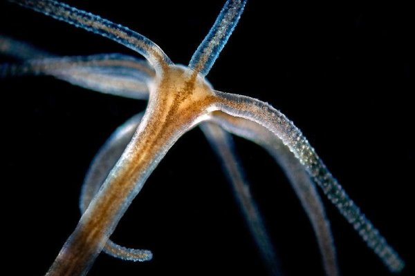 Замена hydra